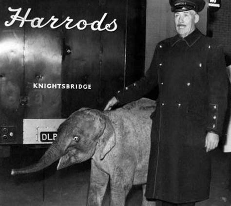 An Old Black And White Photo Of A Woman In Uniform Standing Next To An Elephant