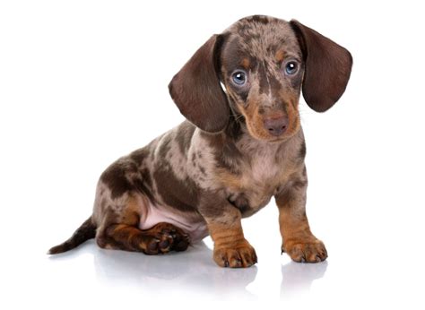 1 Dachshund Puppies For Sale In Prosper Tx