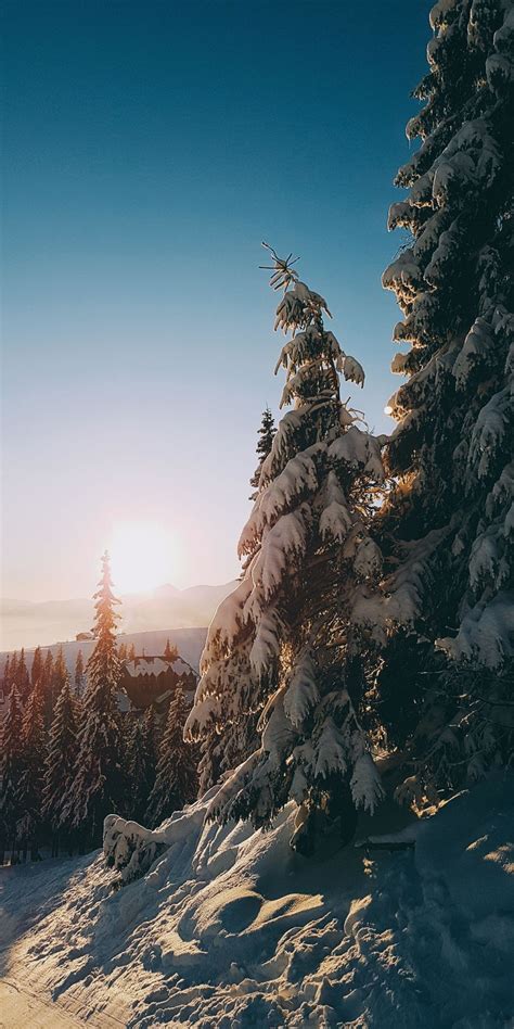 Sunrise Tree Winter Landscape Wallpaper Iphone Wallpaper Landscape