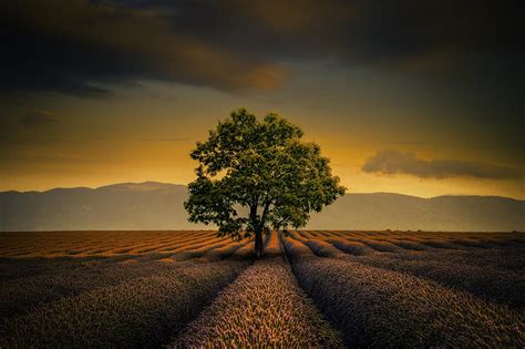 Lone Tree Valensole Photograph By Alexander Hill