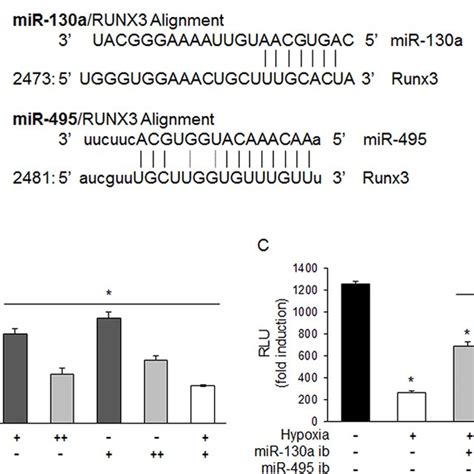 mir 130a and mir 495 directly target 3′ utr of runx3 mrna a schematic download scientific