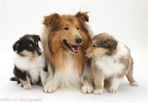 Rough Collie Dog And Puppies Photo Wp38259