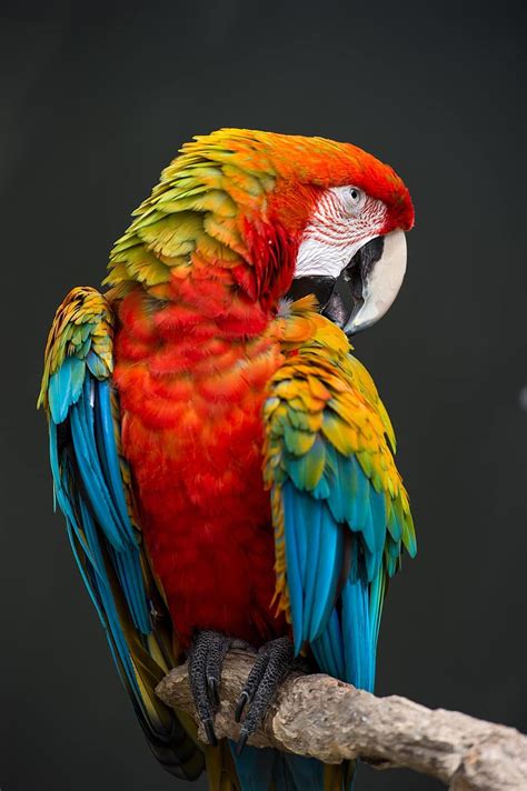Scarlet Macaw Rainbow Parrot Plumage Red Color Beak Feather Wildlife Tropical Pikist