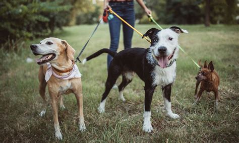 6 Dog Leash Types And Their Uses Bechewy