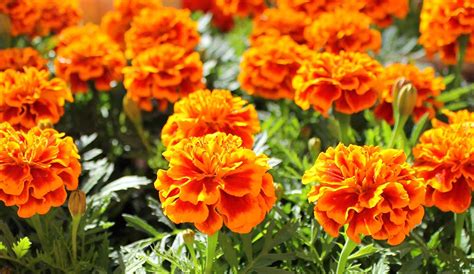 What Are Marigolds