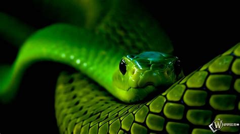 Neon Snakes Wallpapers Wallpaper Cave