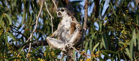 Madagascar Safari Wildlife Tours Apex Expeditions