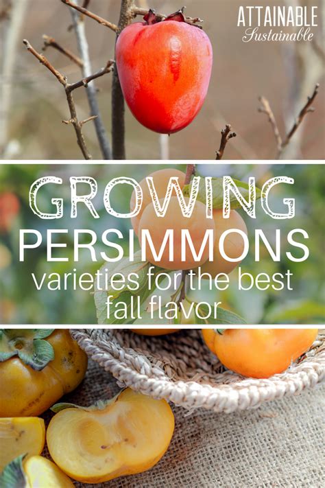 Thinking About Growing Persimmons For A Late Fall Harvest On Your