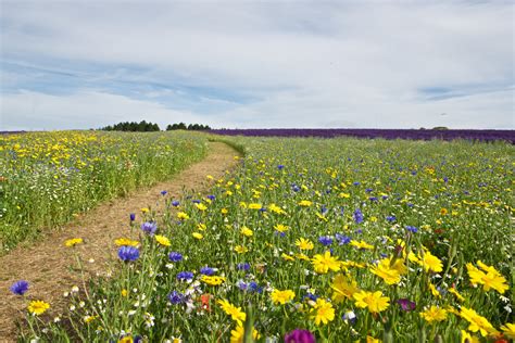 Wildflower Meadows Cotswold Lavender