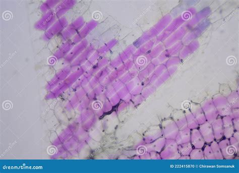 Close Up Texture Of Plants Cells Stock Photo Image Of High