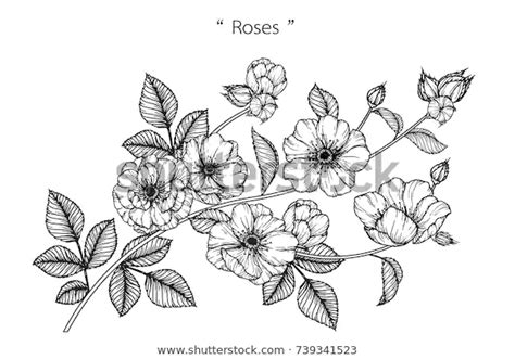 Line art visual arts sketch, flower lineart, angle, white png. Rose Flowers Drawing Lineart On White Stock Vector ...
