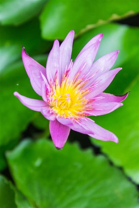 Purple Water Lily Stock Image Image Of Drop Close Colored 46836315