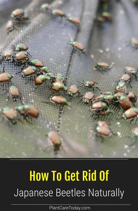 how to get rid of japanese beetles naturally plantcaretoday in 2023 japanese beetles