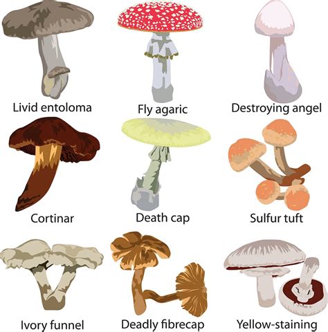 5 Common Poisonous Mushrooms To Avoid Medicinal Mushrooms Info