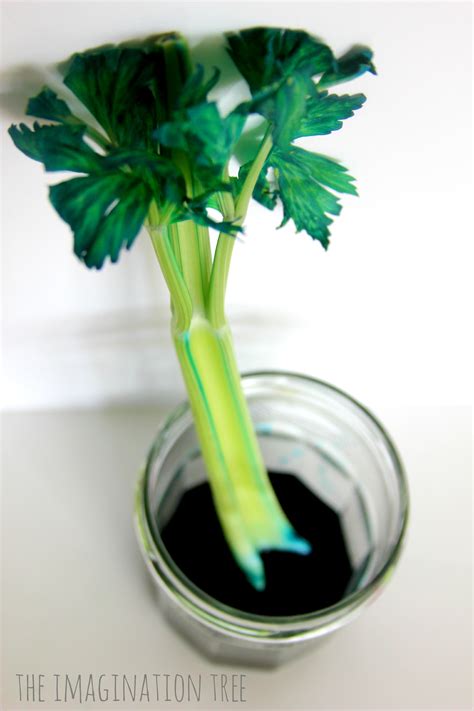 Dyed Celery Experiment Transpiration Demonstration The Imagination Tree