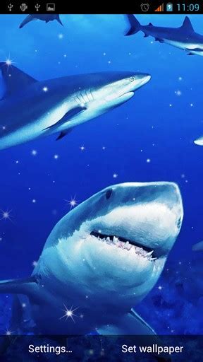 48 Live Shark Wallpapers Download Free Wallpapersafari