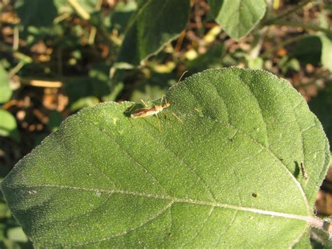 Their legs are strong and ideal for grabbing hold to host plants. Leaf Footed Bugs: a Major Pest (that i'm so glad isn't so ...