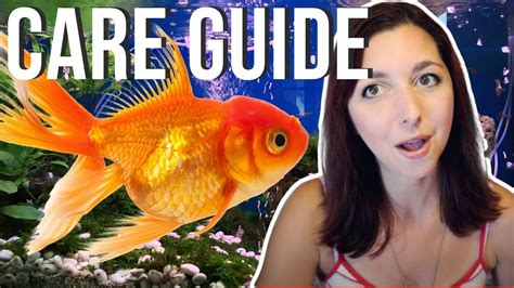Goldfish Beginner Care Guide Basic Care For Goldfish Youtube