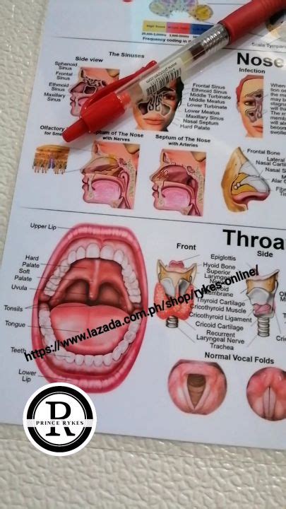 Ear Nose And Throat Anatomy Educational Laminated Charts Posters