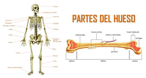 Cuántos Huesos Tiene El Cuerpo Humano Esqueleto Humano Columna