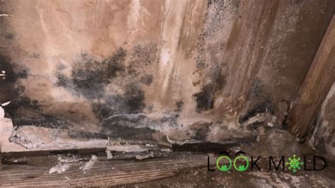 Black Mold Vs Mildew Understanding The Differences Lookmold