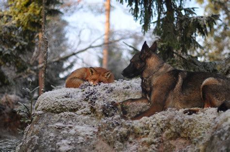 20 Unusual Animal Friendships That Are Absolutely