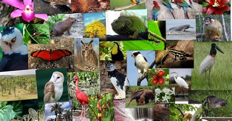 Flora Y Fauna De Colombia