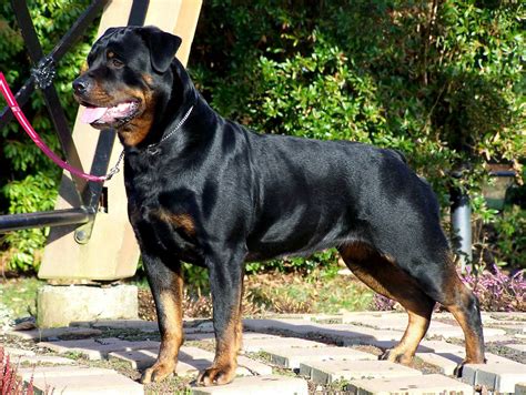 Android App Market For Rottweiler Best Guard Dogs Rottweiler