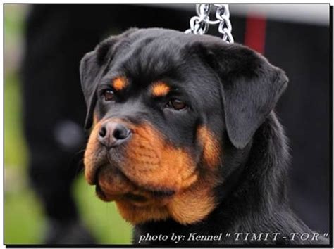Bet rottweilers imports european rottweilers and german rottweilers. cute rottweiler puppy for Sale in Missouri City, Texas Classified | AmericanListed.com