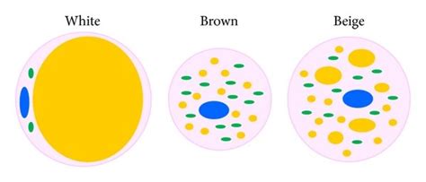 Main Morphological Characteristics Of White Brown And Beige Adipose