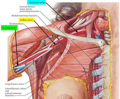 Brachial Artery And Deep Brachial Artery Location Pulse Function