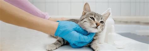 Prosedur Pengebirian Kucing Manfaat Dan Tips Perawatannya Whiskas