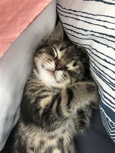 My 6 Week Old Kitten Taking A Nap Rcats