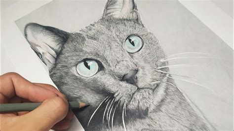 🐈dibujo De Gato Realista L Dibujo Rápido Speed Draw Drawing A Cat