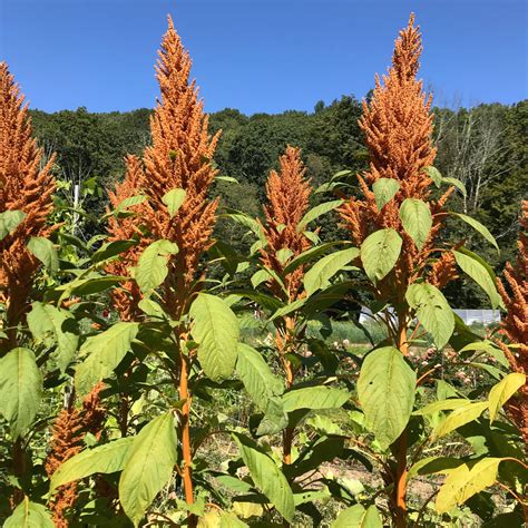 Golden Giant Amaranth Organic Seeds Hudson Valley Seed Company