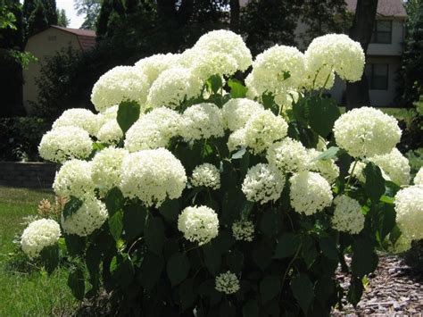 The Snowball Perennial Grows Many Large Balls Of Flowers