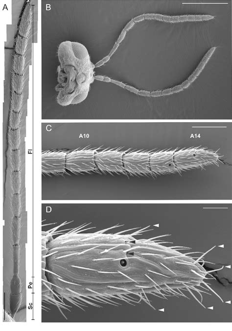 Figure From Fine Morphology Of Antennal And Ovipositor Sensory Structures Of The Gall Chestnut