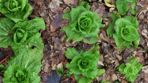 Huerto En Casa Estos Son Los Vegetales Que Debes Sembrar En El Mes De