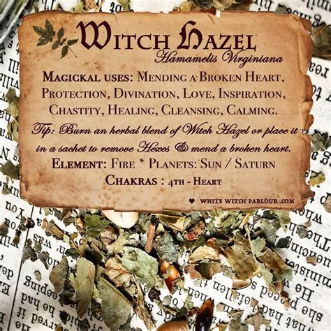 Magical Uses Of Witch Hazel Herbal Magic Magickal Herbs Magic Herbs