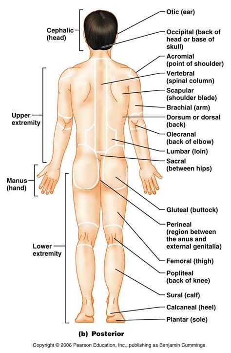 There are quadrants,axis ,and origin. Intro to A&P - Chapter 1 Pictues | Chandler Physical Therapy