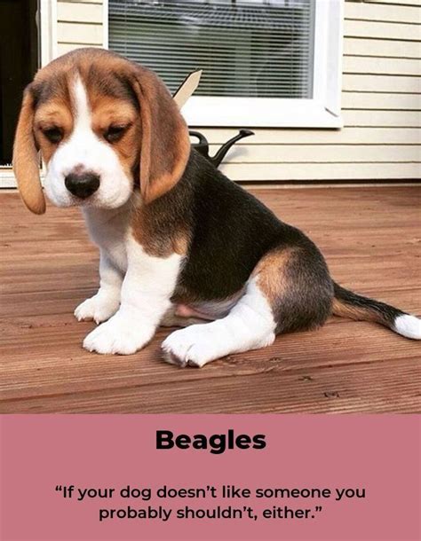 Beagle Puppies Beaglefun Beagles Memes Beagle Beagle Puppy Cute