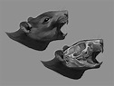 Anatomic Study: Rat's Skull on Behance