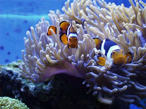 Clownfish And Host Anemone Matches