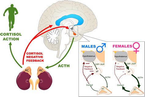 Sex Differences In The Hypothalamicpituitaryadrenal Axis An Obstacle To Antidepressant Drug