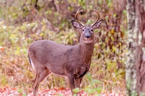 Quabbin Reservation Deer Hunt