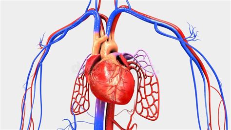 Corazón Con El Sistema Circulatorio Stock De Ilustración Ilustración