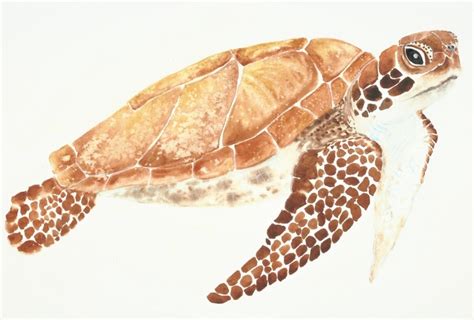 Simple Watercolor Techniques Illustrate And Paint A Lively Sea Turtle