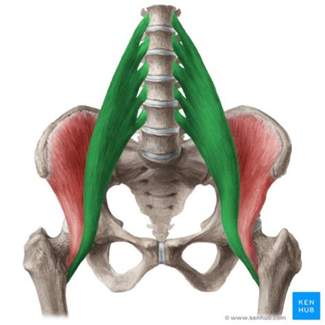 Psoas Major Physiopedia