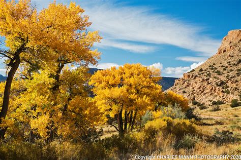 Cottonwood Treesfall Colorsabiquiu New Mexicooctober2014mann