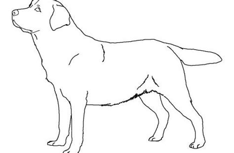 Black Lab Coloring Pages At Free Printable Colorings